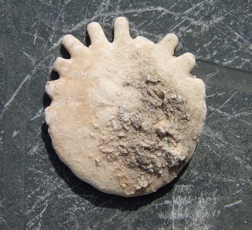 Oursin mauritanie - 3, cm