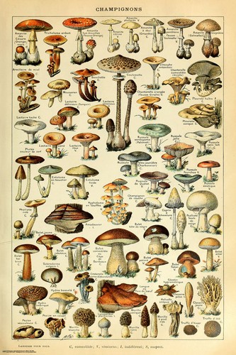 Champignons pour tous - tous,