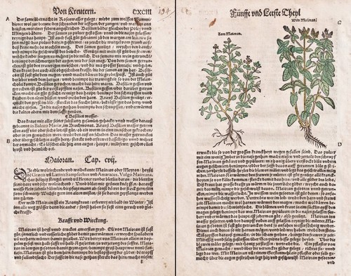 Majoran épices herbes - majoran,