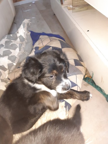 Adorables chiots border - , collie