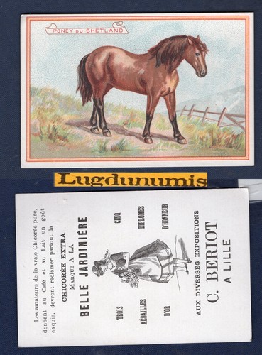 Chromo cheval poney - cheval, du