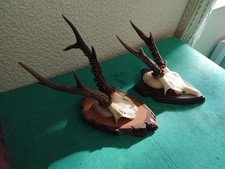 2 TROPHEE DE CHEVREUIL BROCARD BOIS PERLES 16 ET 19CM TAXIDERMIE CHASSE