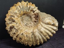 Douvilleiceras mammilatum