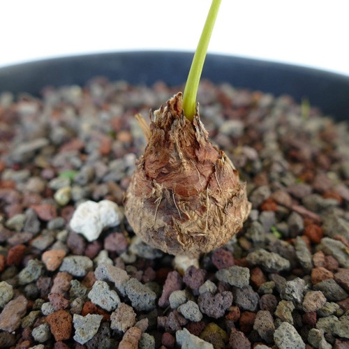 Cycas chevalieri rao - chevalieri,