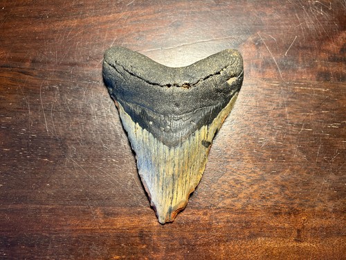 Dent megalodon fossile 100%