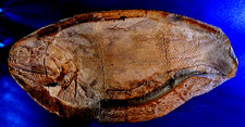 Très Beau Pteronisculus  poisson fossile Pt35BT fish fossil Eotrias Madagascar