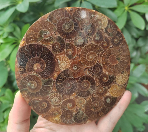 100g top natural ammonite - 100g+,