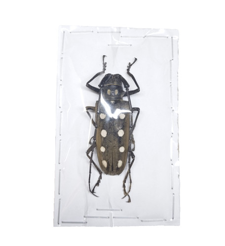 Cerambycidae batocera parryi - cerambycidae,
