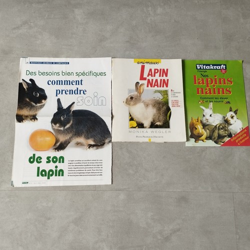 Animaux lapin nain - animaux,