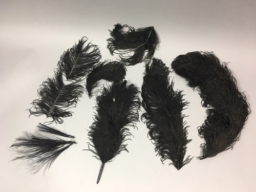 Superbe lot anciennes plumes - superbe,