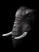 TOILE TABLEAUX   animal