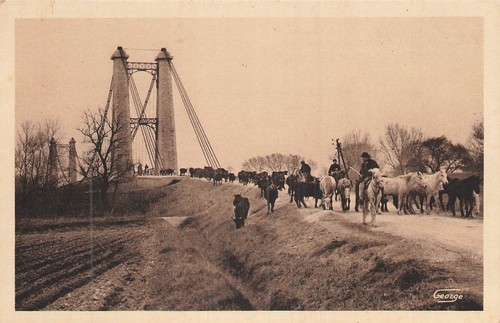 Camargue transhumance - 13, en