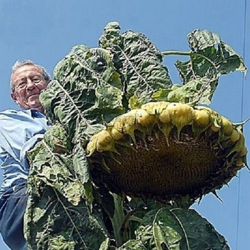 Demi tournesol géant - tournesol,