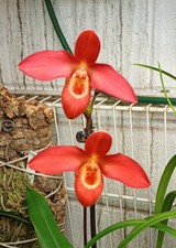 Phragmipedium Rouge Bouillon