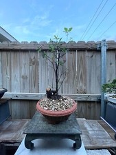 AWESOME! Fantastic Japanese