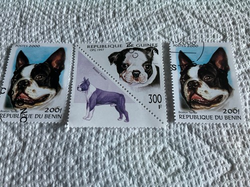 Boston terrier - boston,