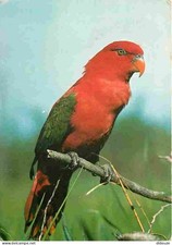 Animaux - Oiseaux - Perroquet