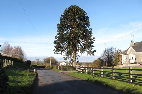 Photo 12x8 araucaria - photo,