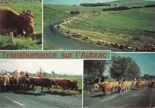 TRANSHUMANCE SUR L'AUBRAC -