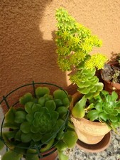 lot plante aéoniums  motte ou