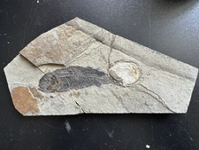 fossil de poisson -  Lycoptera