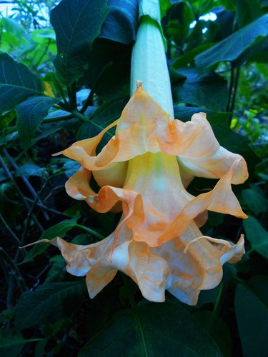 Brugmansia angel flight - angel,