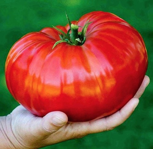 Lot graines de - 5, tomates