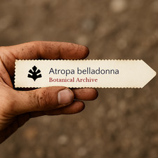 Atropa belladonna | Deadly