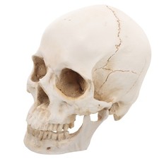  Modèle de crâne humain
