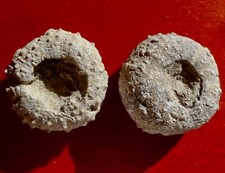 OURSIN FOSSILE JURASSIQUE DE