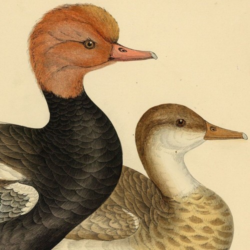 Henri blanchère canard - henri,