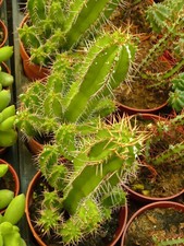 Euphorbia Echinus Environ 8