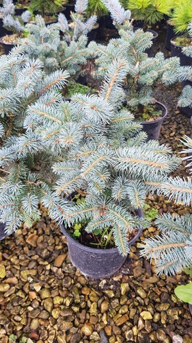 Picea pungens glauca globosa - picea, 'glauca