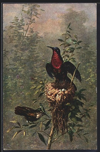 Oiseau exotique assis sur - , son