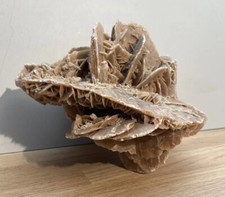 Rose des sables, Importante