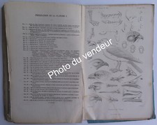 Ornithologie-Zoologie: P