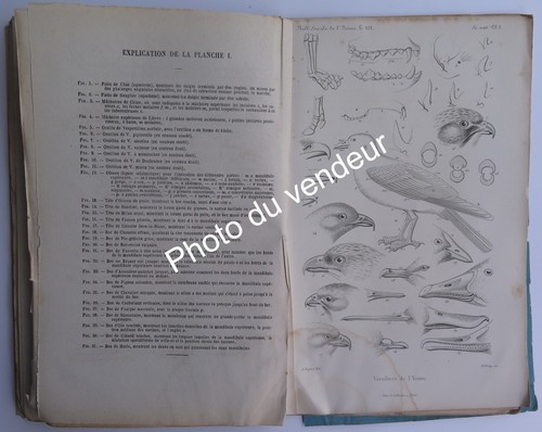 Ornithologie zoologie p - ornithologie-zoologie:,