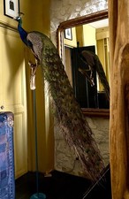 Paon Sur Branche Naturalisé