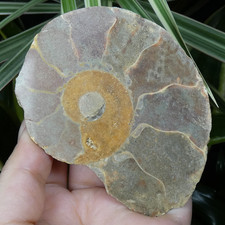 Ammonite Sciée & Polie 9.5x7.5cm France fossile collection ancienne reiki rare