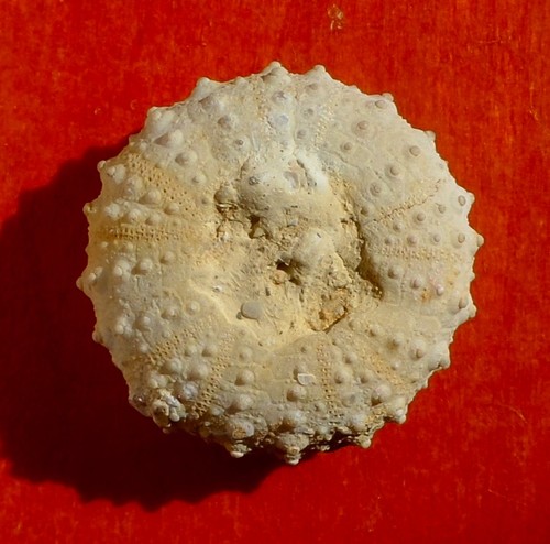 Oursin fossile crétacé - crÉtacÉ, du