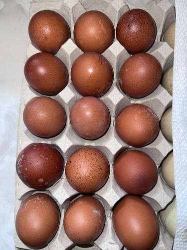 Eggs french black copper - black,
