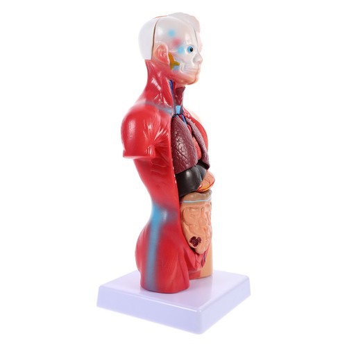 Anatomie humaine modèle - anatomie,