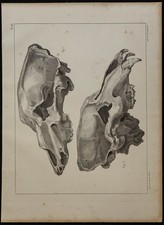 1839 - Planche d'anatomie -