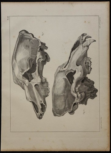 1839 planche anatomie - -,