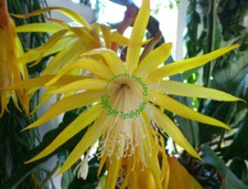 Bouture Cutting Epiphyllum