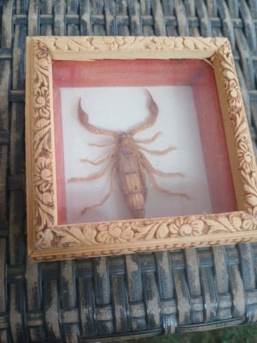 Objet curiosité scorpion - de,