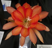 4 graines d' EPIPHYLLUM ORANGE