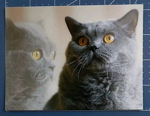 Postcard cat british - british, shorthair
