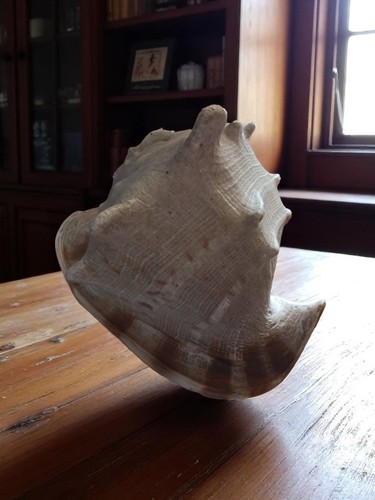 Coquillage lambi ancien - coquillage,