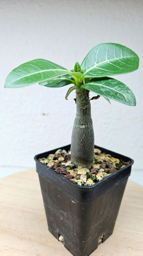 Adenium arabicumb big - arabicumb, cv